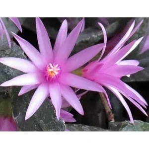 Pink Easter Cactus Plant Live - 5 to 9 Inch Succulent in 4 Inch Pot