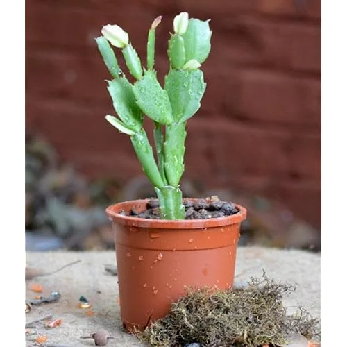 Pink Easter Cactus Plant Live - 5 to 9 Inch Succulent in 4 Inch Pot
