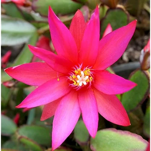 Pink Easter Cactus Plant Live - 5 to 9 Inch Succulent in 4 Inch Pot