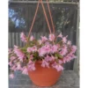 Pink Easter Cactus Plant Live - 5 to 9 Inch Succulent in 4 Inch Pot