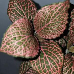 Pink Fittonia Live Plant 4” Pot Nerve Plant Stunning Pink Veins