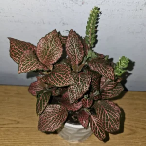 Pink Fittonia Live Plant 4” Pot Nerve Plant Stunning Pink Veins