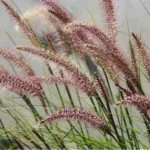 Pink Fountain Grass Plant, Rose Fountain Grass, 5-8 Inches Tall, 4-Inch Pot