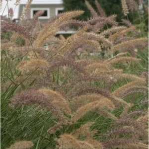 Pink Fountain Grass Plant, Rose Fountain Grass, 5-8 Inches Tall, 4-Inch Pot