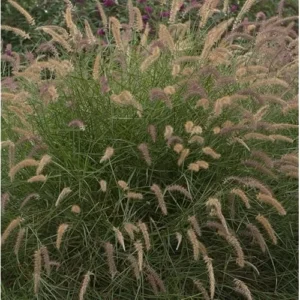 Pink Fountain Grass Plant, Rose Fountain Grass, 5-8 Inches Tall, 4-Inch Pot