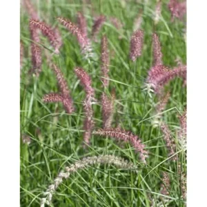 Pink Fountain Grass Plant, Rose Fountain Grass, 5-8 Inches Tall, 4-Inch Pot