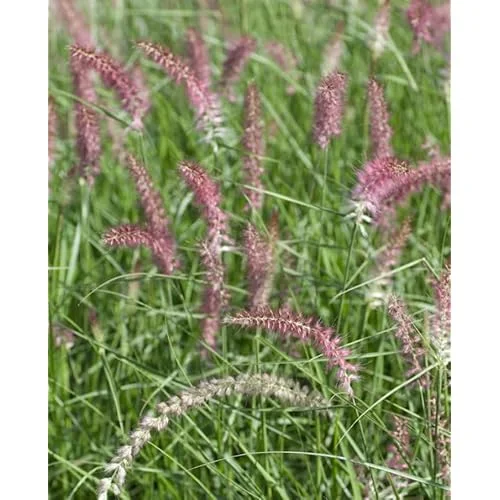 Pink Fountain Grass Plant, Rose Fountain Grass, 5-8 Inches Tall, 4-Inch Pot