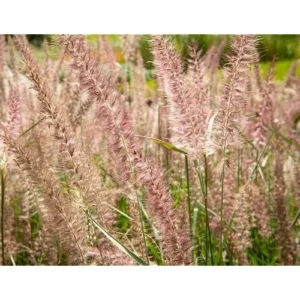 Pink Fountain Grass Plant, Rose Fountain Grass, 5-8 Inches Tall, 4-Inch Pot