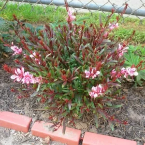 Pink Guara 1 Gallon Live Plant – Beautiful Pink Flowers, Easy Care, Waterwise Perennial