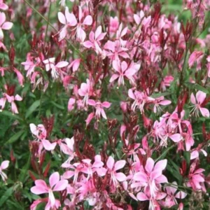 Pink Guara 1 Gallon Live Plant – Beautiful Pink Flowers, Easy Care, Waterwise Perennial