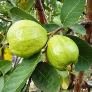 Pink Guava Sweet Plant Live Tree - 4-6 Inch Fruit Seedlings