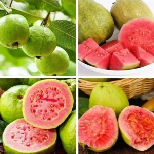 Pink Guava Sweet Plant Live Tree - 4-6 Inch Fruit Seedlings