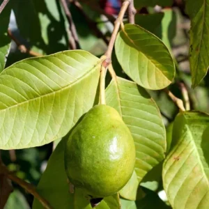 Pink Guava Sweet Plant Live Tree - 4-6 Inch Fruit Seedlings