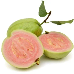 Pink Guava Sweet Plant Live Tree - 4-6 Inch Fruit Seedlings