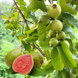 Pink Guava Sweet Plant Live Tree - 4-6 Inch Fruit Seedlings