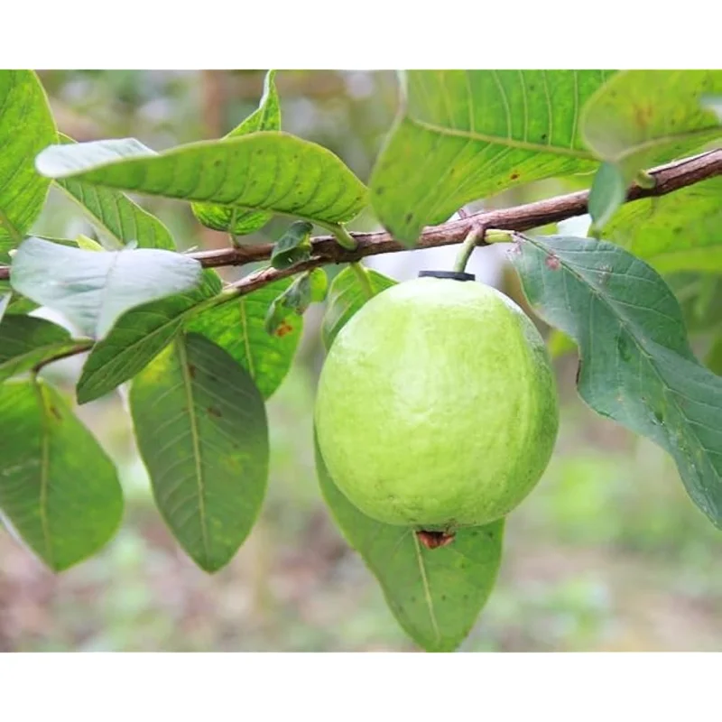 Pink Guava Tree 10 to 16 Inch Tall, Sweet Guava Plant Guava Fruit Tree Psidium Guajava Plant