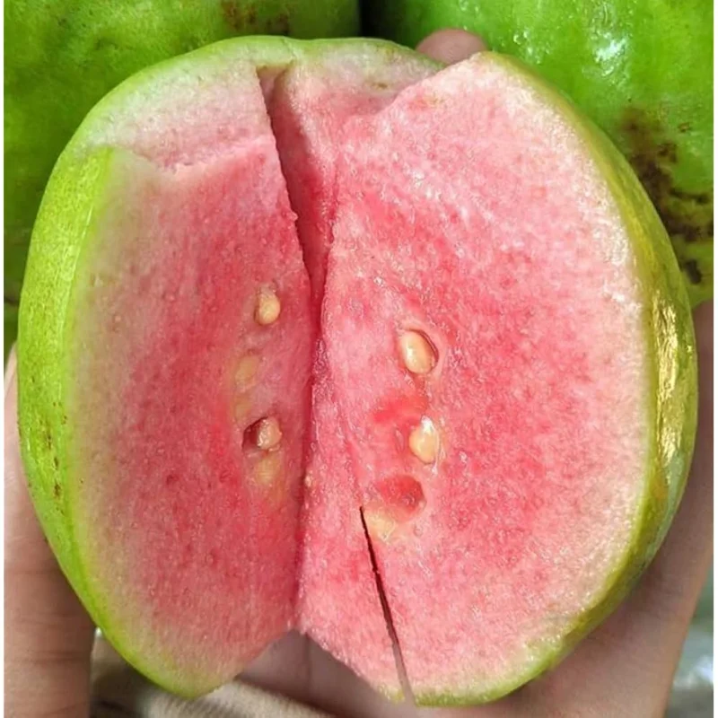 Pink Guava Tree 10 to 16 Inch Tall, Sweet Guava Plant Guava Fruit Tree Psidium Guajava Plant