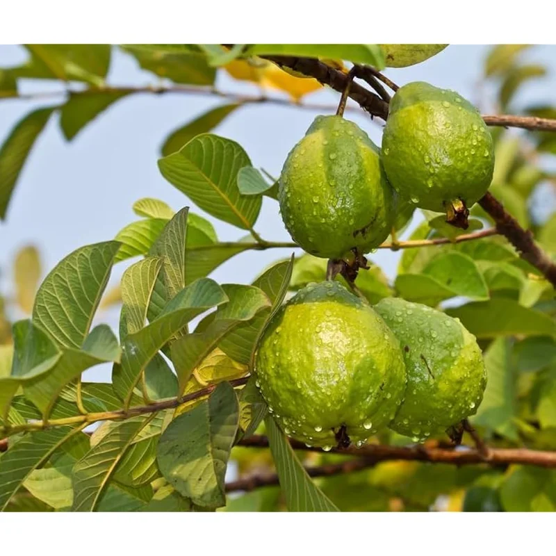 Pink Guava Tree 10 to 16 Inch Tall, Sweet Guava Plant Guava Fruit Tree Psidium Guajava Plant