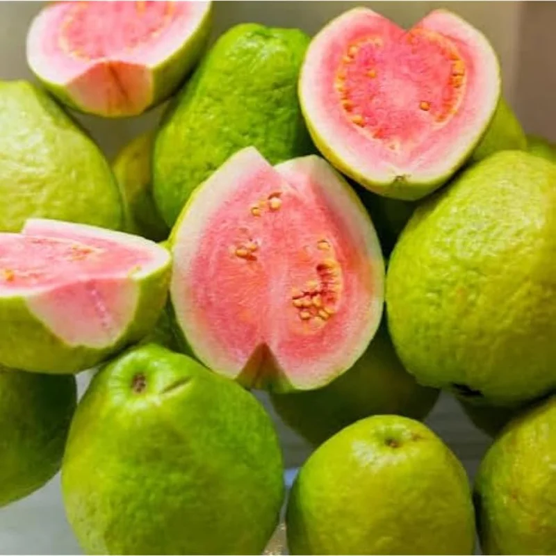 Pink Guava Tree 10 to 16 Inch Tall, Sweet Guava Plant Guava Fruit Tree Psidium Guajava Plant