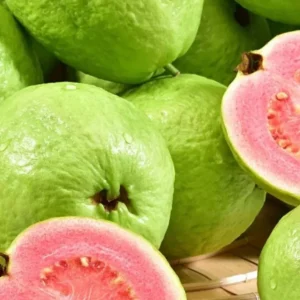 Pink Guava Tree Live Plant - 4-10 Inch Tall Fruiting Tree