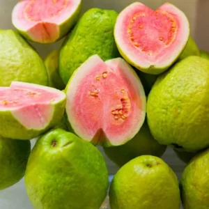 Pink Guava Tree Live Plant - 4-10 Inch Tall Fruiting Tree