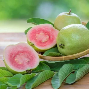 Pink Guava Tree Live Plant - 4-10 Inch Tall Fruiting Tree