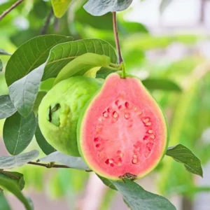 Pink Guava Tree Live Plant - 4-10 Inch Tall Fruiting Tree