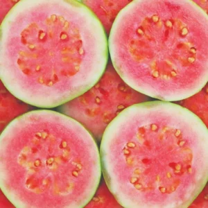 Pink Guava Tree Live Plant - 4-10 Inch Tall Fruiting Tree