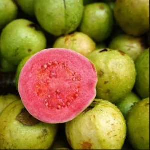 Pink Guava Tree Live Plant - 4-10 Inch Tall Fruiting Tree