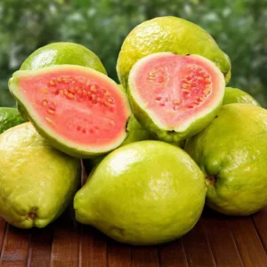 Pink Guava Tree Live Plant 4