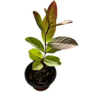 Pink Guava Tree Live Plant 4