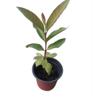Pink Guava Tree Live Plant 4