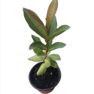 Pink Guava Tree Live Plant 4