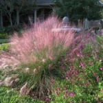 Pink Gulf Muhly Grass 1 Gallon Live Plant – Vibrant Pink Flowers, Deer-Resistant