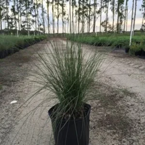 Pink Gulf Muhly Grass 1 Gallon Live Plant – Vibrant Pink Flowers, Deer-Resistant