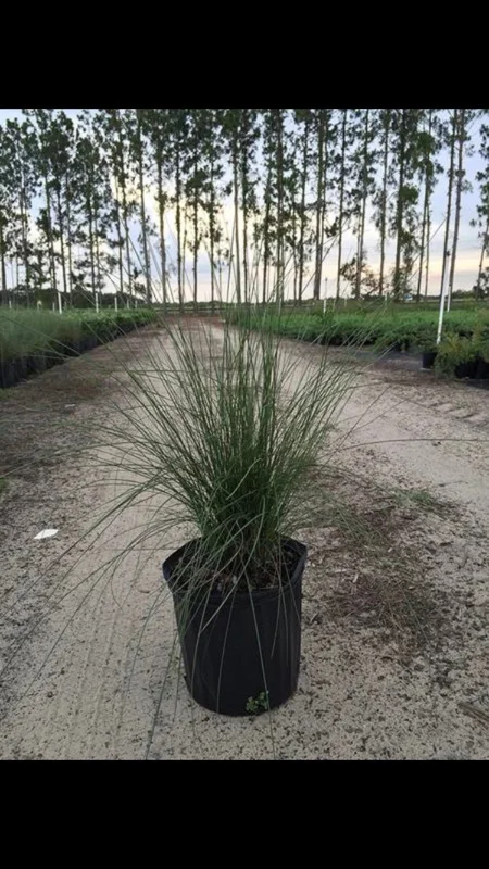 Pink Gulf Muhly Grass 1 Gallon Live Plant – Vibrant Pink Flowers, Deer-Resistant