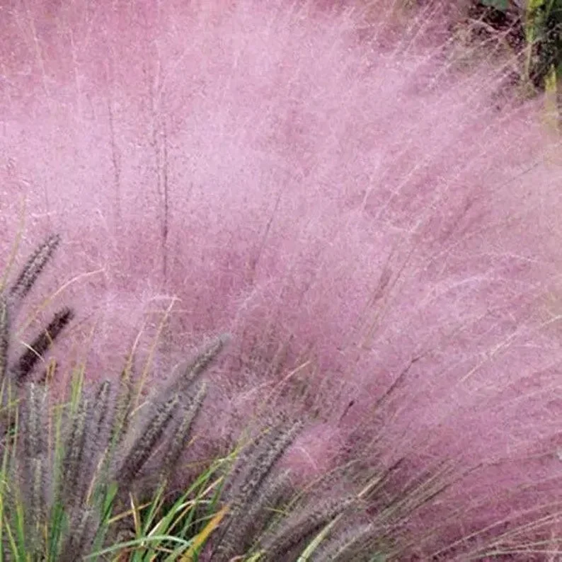 Pink Gulf Muhly Grass 1 Gallon Live Plant – Vibrant Pink Flowers, Deer-Resistant