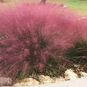 Pink Gulf Muhly Grass 1 Gallon Live Plant – Vibrant Pink Flowers, Deer-Resistant
