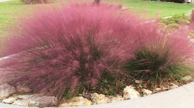 Pink Gulf Muhly Grass 1 Gallon Live Plant – Vibrant Pink Flowers, Deer-Resistant