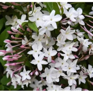 Pink Jasmine Plant - Fragrant Vine - 1 to 2 Feet Tall, Gallon Pot