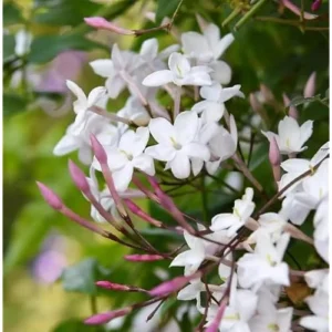 Pink Jasmine Plant - Fragrant Vine - 1 to 2 Feet Tall, Gallon Pot