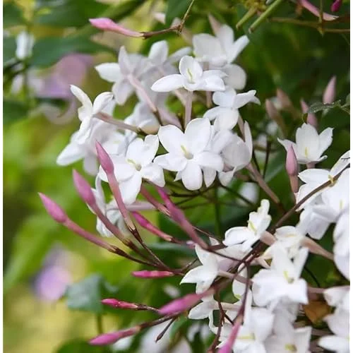 Pink Jasmine Plant - Fragrant Vine - 1 to 2 Feet Tall, Gallon Pot