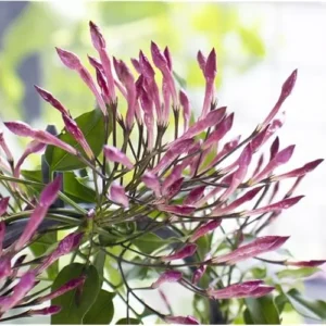 Pink Jasmine Plant - Fragrant Vine - 1 to 2 Feet Tall, Gallon Pot