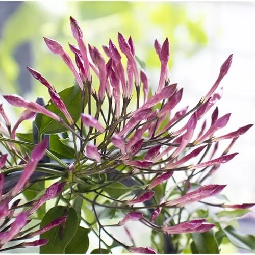 Pink Jasmine Plant - Fragrant Vine - 1 to 2 Feet Tall, Gallon Pot