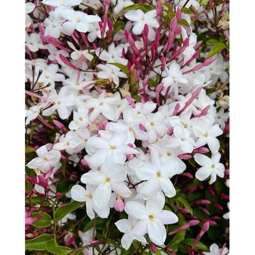 Pink Jasmine Plant - Fragrant Vine - 1 to 2 Feet Tall, Gallon Pot