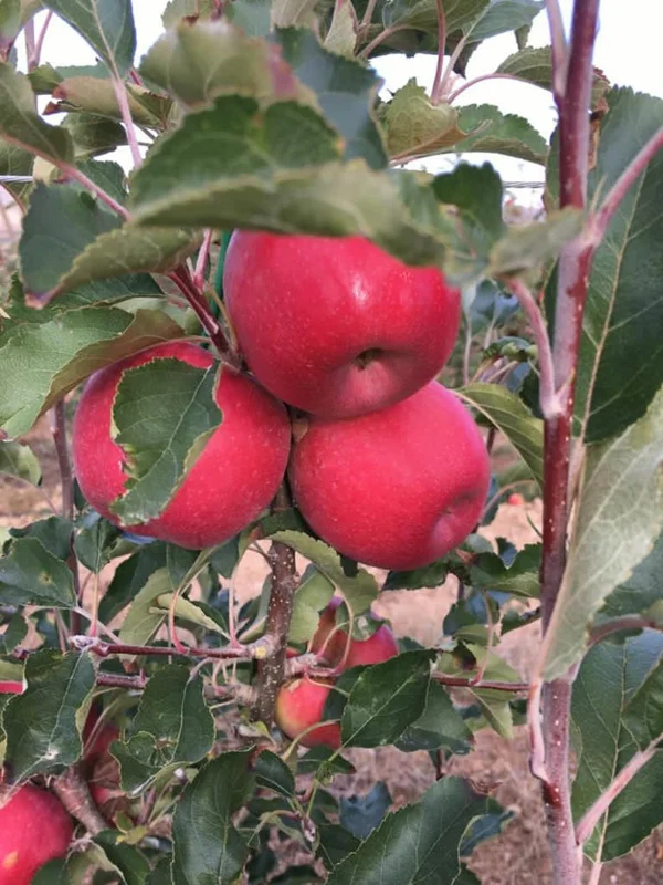 Pink Lady Apple Tree Bare-root 18-24'' – Sweet Apples, Pink Blossoms, Easy-to-Grow