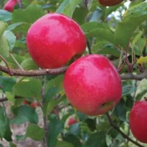 Pink Lady Apple Tree Bare-root 18-24'' – Sweet Apples, Pink Blossoms, Easy-to-Grow
