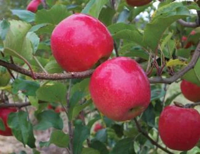 Pink Lady Apple Tree Bare-root 18-24'' – Sweet Apples, Pink Blossoms, Easy-to-Grow