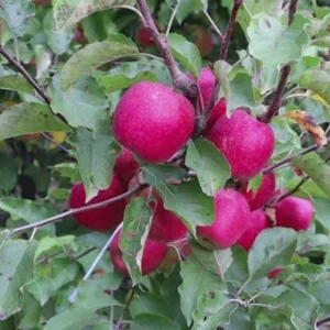 Pink Lady Apple Tree Bare-root 18-24'' – Sweet Apples, Pink Blossoms, Easy-to-Grow