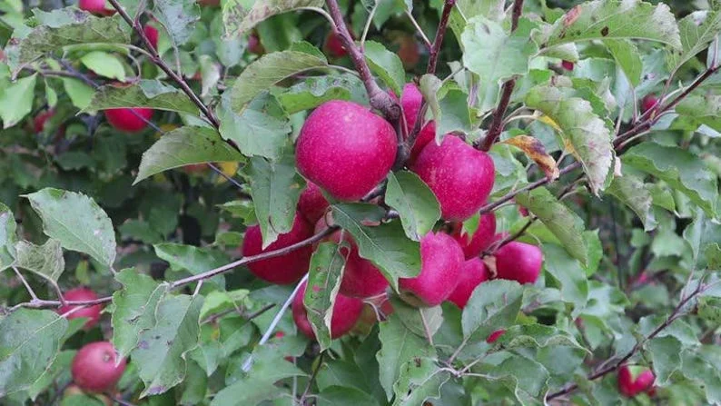 Pink Lady Apple Tree Bare-root 18-24'' – Sweet Apples, Pink Blossoms, Easy-to-Grow